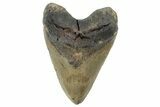 Massive, Fossil Megalodon Tooth - North Carolina #298785-1